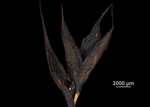 Inflorescence of Gahnia procera US02234491 New Zealand