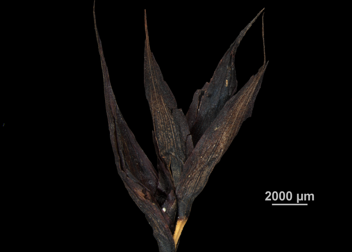 Inflorescence of Gahnia procera US02234491 New Zealand