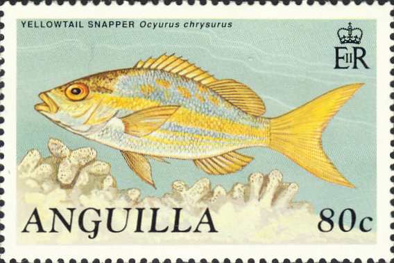 Ocyurus chrysurus Ocyurus chrysurus