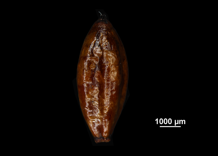 Nutlet of Gahnia procera US02234491 New Zealand