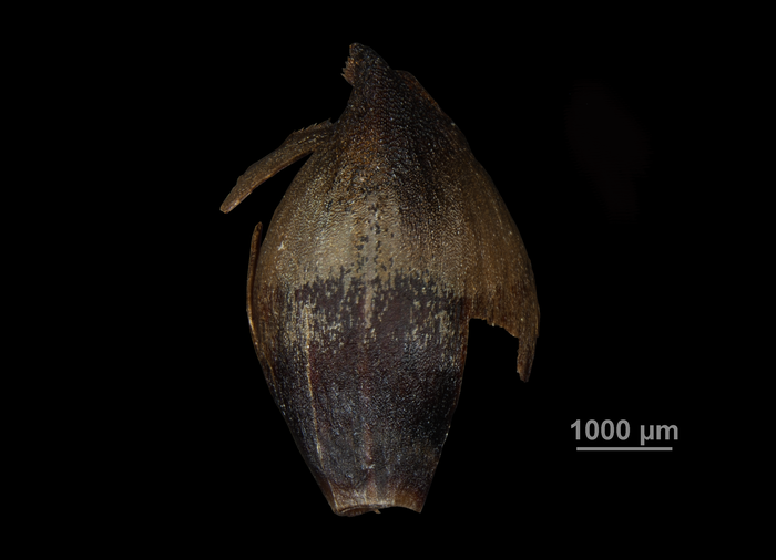 Glume of Gahnia schoenoides US02234511 French Polynesia