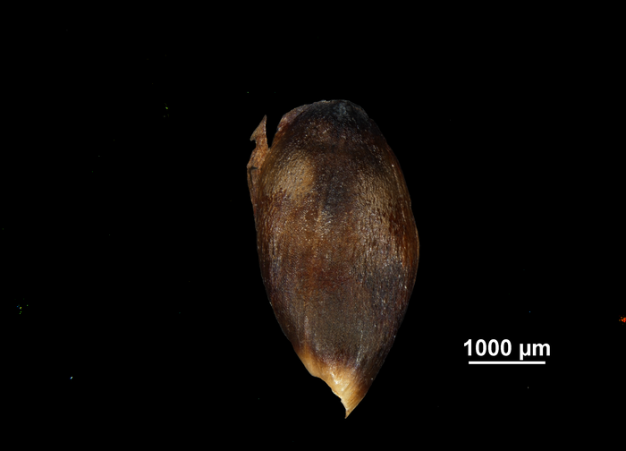 Glume of Gahnia tristis US02234418 China