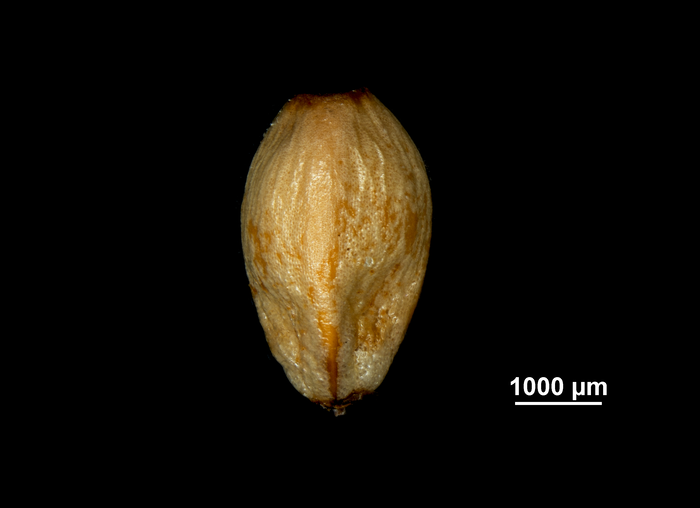 Nutlet of Gahnia tristis US02234418 China