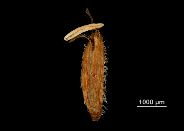 Nutlet of Hypolytrum jenmanii US00686728 Guyana