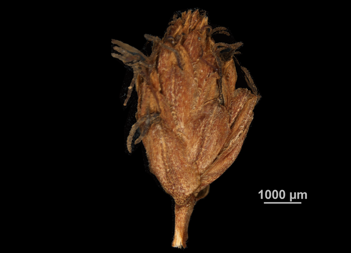 Inflorescence of Hypolytrum jenmanii US00686728 Guyana