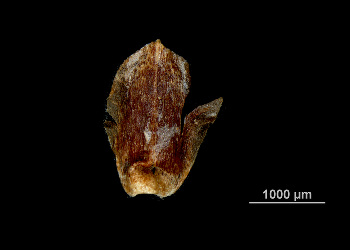 Glume of Hypolytrum longifolium subsp. nicaraguense US02073987