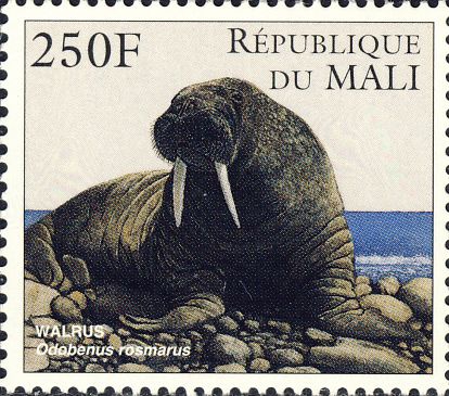 Odobenus rosmarus Odobenus rosmarus