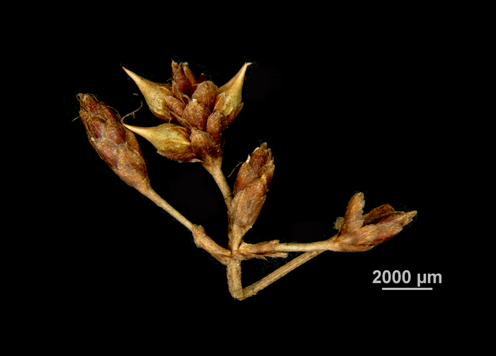 Inflorescence of Hypolytrum longifolium subsp. nicaraguense US02073987