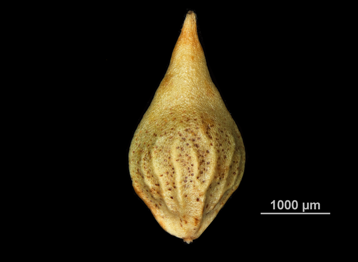 Nutlet of Hypolytrum longifolium subsp. nicaraguense US02073987