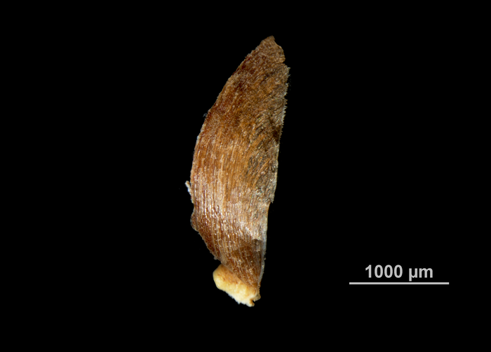 Glume of Hypolytrum nudum US00685420 Venezuela