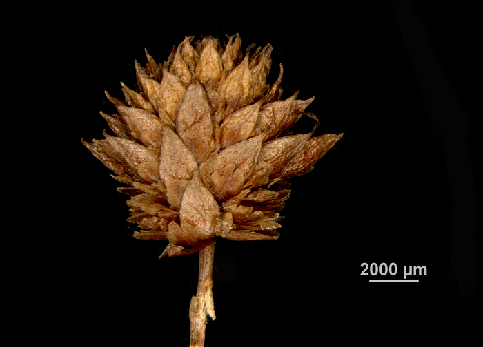 Inflorescence of Hypolytrum nudum US00685420 Venezuela