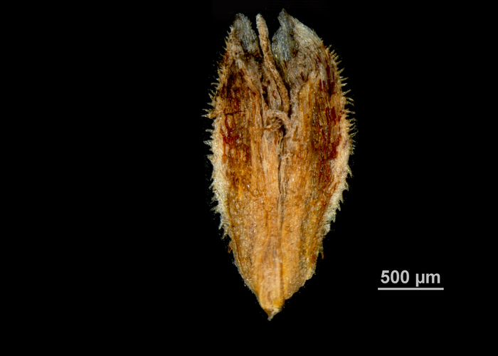 Glume of Hypolytrum rigens US02074131 Brazil