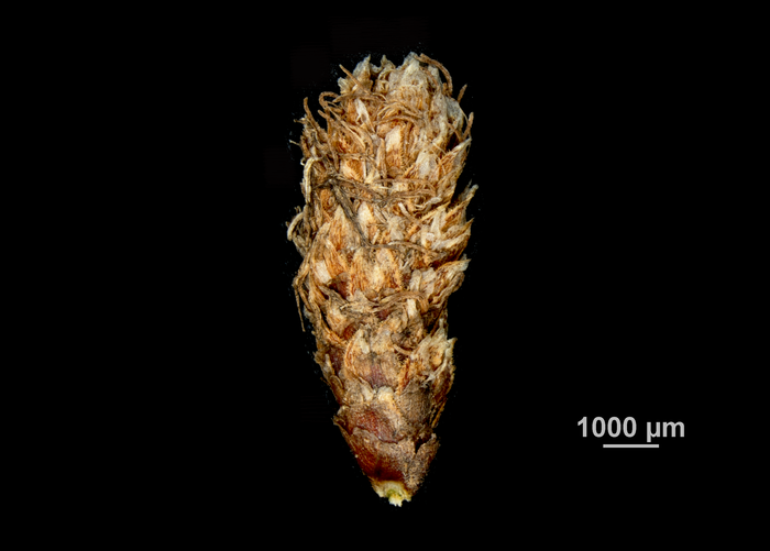 Inflorescence of Hypolytrum rigens US02074131 Brazil