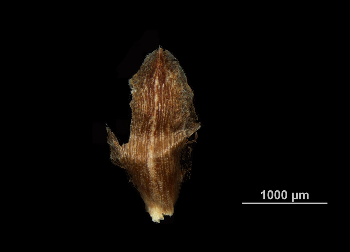 Glume of Hypolytrum schraderianum US02074124 Brazil