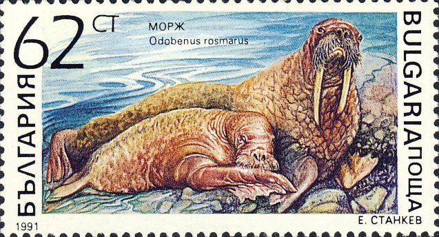 Odobenus rosmarus