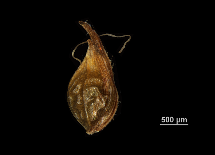 Nutlet of Hypolytrum schraderianum US02074124 Brazil