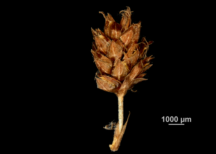 Inflorescence of Hypolytrum schraderianum US02074124 Brazil