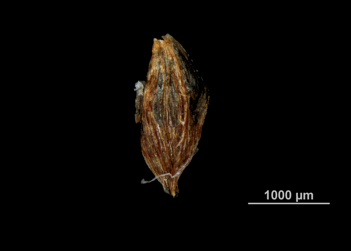 Glume of Hypolytrum supervacuum 02074160 Brazil