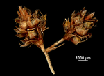 Inflorescence of Hypolytrum supervacuum 02074160 Brazil
