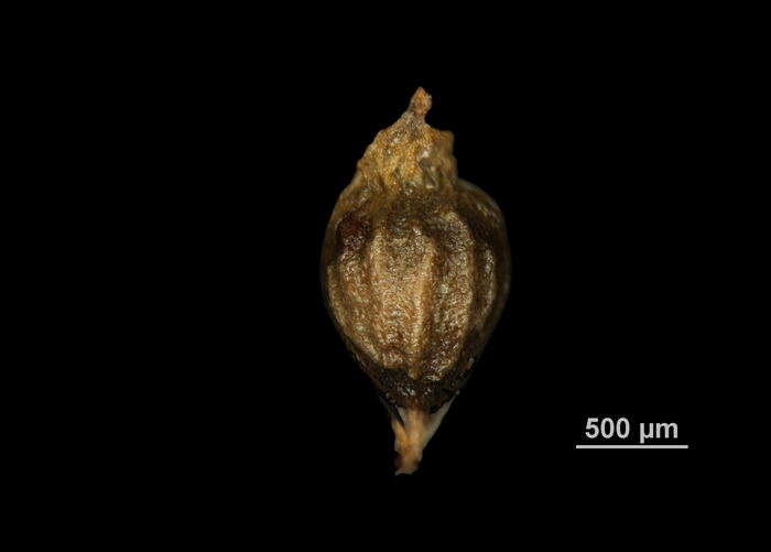 Nutlet of Hypolytrum supervacuum 02074160 Brazil