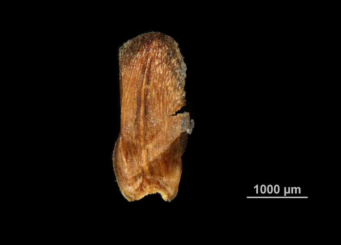 Glume of Hypolytrum turgidum US02074206 Sri Lanka