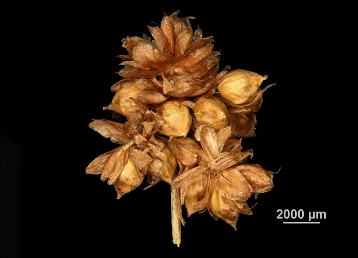 Inflorescence of Hypolytrum turgidum US02074206 Sri Lanka