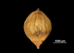 Nutlet of Hypolytrum turgidum US02074206 Sri Lanka