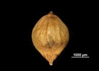 Nutlet of Hypolytrum turgidum US02074206 Sri Lanka