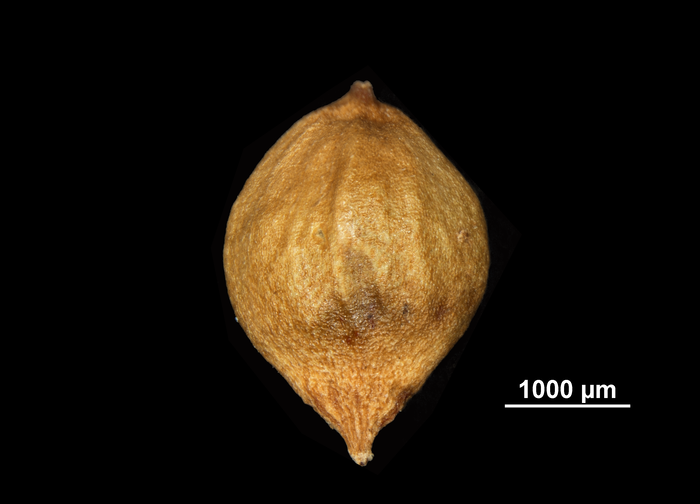 Nutlet of Hypolytrum turgidum US02074206 Sri Lanka