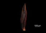 Glume of Machaerina angustifolia US00674057 Hawaii