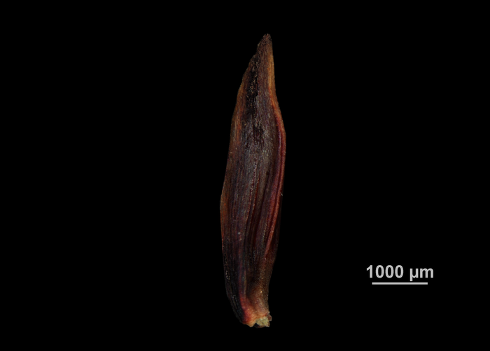 Glume of Machaerina angustifolia US00674057 Hawaii