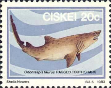 Odontaspis taurus Odontaspis taurus