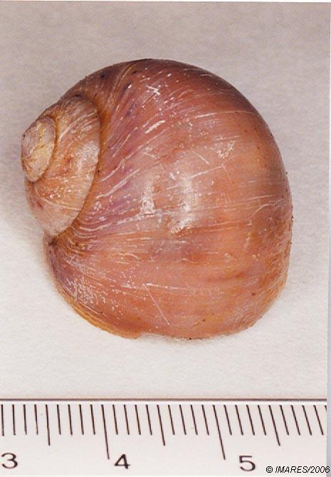 Polinices (Lunatia) catena (da Costa, 1778) Polinices (Lunatia) catena (da Costa, 1778)