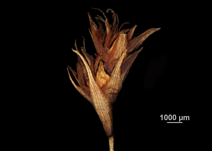 Inflorescence of Machaerina austrobrasiliensis US02235063 Brazil