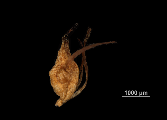 Nutlet of Machaerina austrobrasiliensis US02235063 Brazil