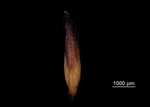 Glume of Machaerina ayangannensis US00742005 North Carolina
