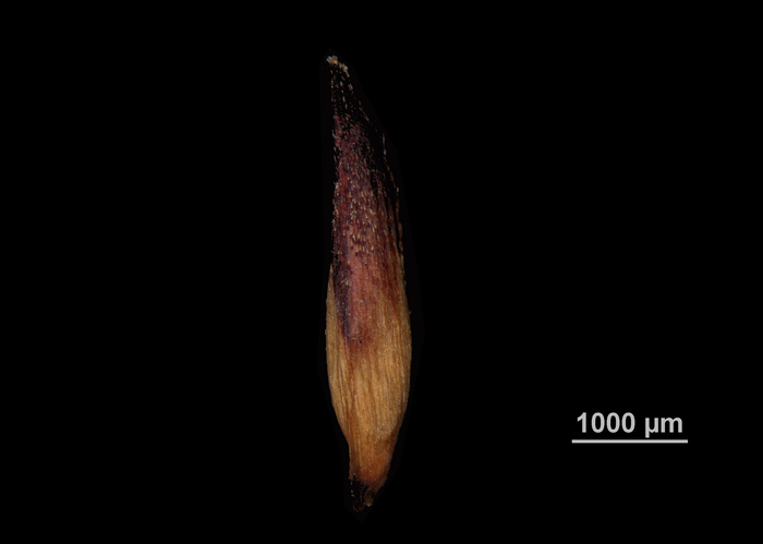 Glume of Machaerina ayangannensis US00742005 North Carolina
