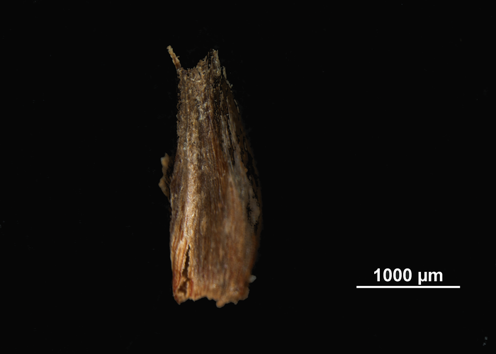 Glume of Machaerina disticha US01108536