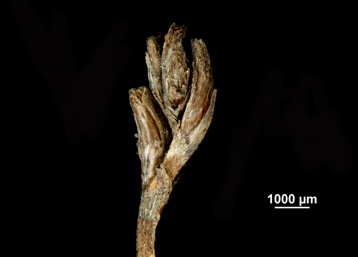 Inflorescence of Machaerina disticha US01108536