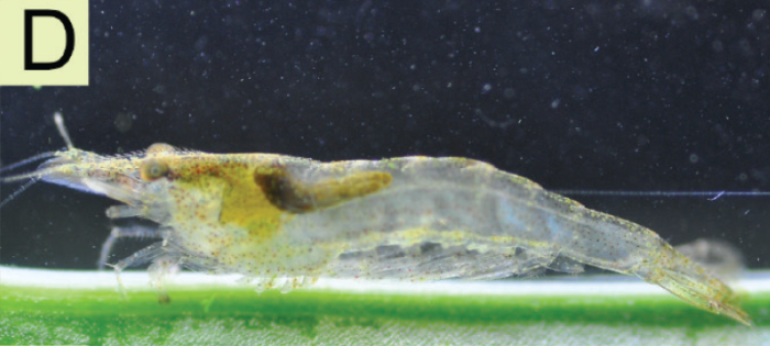 Caridina lanceifrons