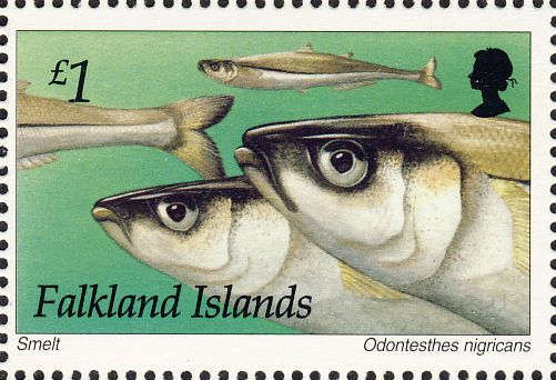Odontesthes nigricans Odontesthes nigricans