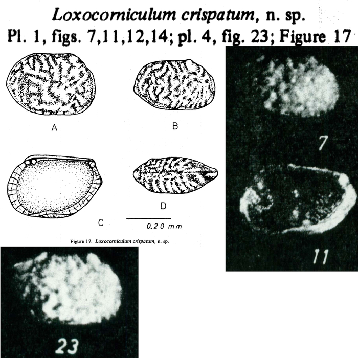 Loxocorniculum crispatum Hu, 1978 from the original description