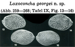 Loxoconcha georgei Hartmann, 1978 from the original description