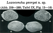 Loxoconcha georgei Hartmann, 1978 from the original description