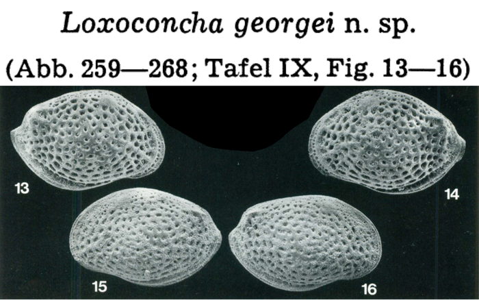 Loxoconcha georgei Hartmann, 1978 from the original description