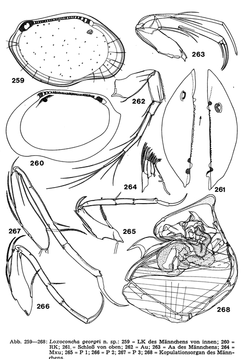 Loxoconcha georgei Hartmann, 1978 from the original description