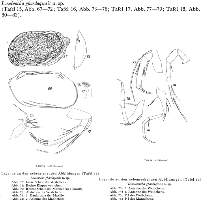 Loxoconcha ghardaqensis Hartmann, 1964 from the original description