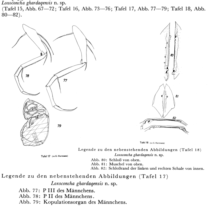 Loxoconcha ghardaqensis Hartmann, 1964 from the original description