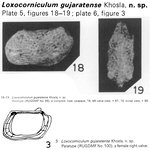 Loxocorniculum gujaratense Khosla, 1979 from the original description