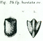 Cypridina hastata Reuss, 1850 from the original description